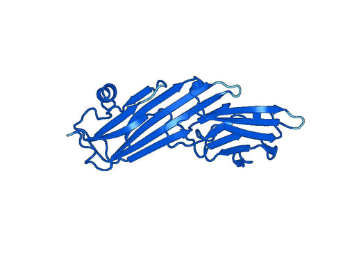 Recombinant Human ARCN1 Protein, N-His