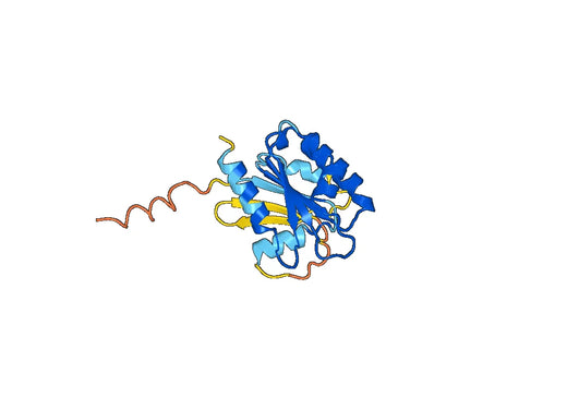 Recombinant Human ARF1 Protein, N-His