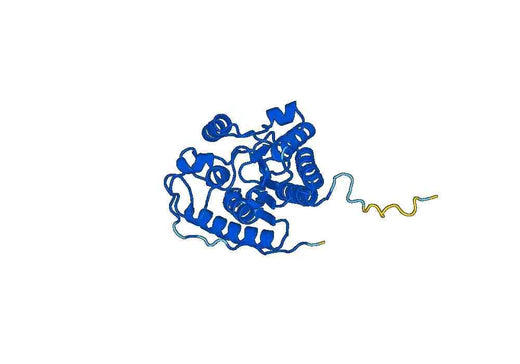 Recombinant Human ARG1/Arginase-1 Protein, C-His