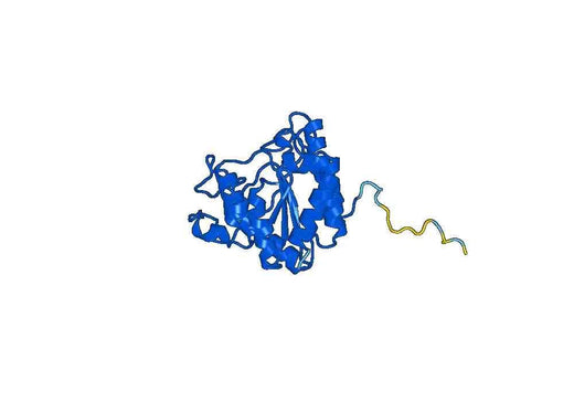 Recombinant Human ARG1/Arginase-1 Protein, C-His
