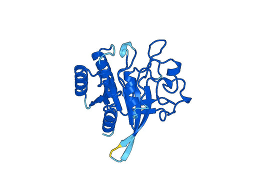 Recombinant Human ARHGAP5 Protein, N-His