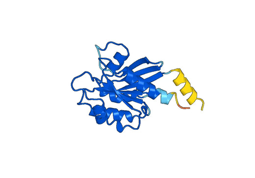 Recombinant Human ARL2 Protein, N-His