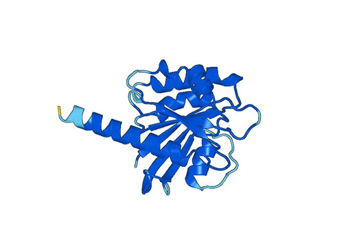 Recombinant Human ARL4C Protein, N-His