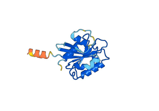 Recombinant Human ARL5B Protein, N-His