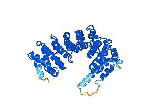 Recombinant Human ARMC8 Protein, N-His