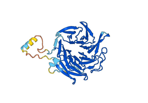 Recombinant Human ARPC1B Protein, N-His