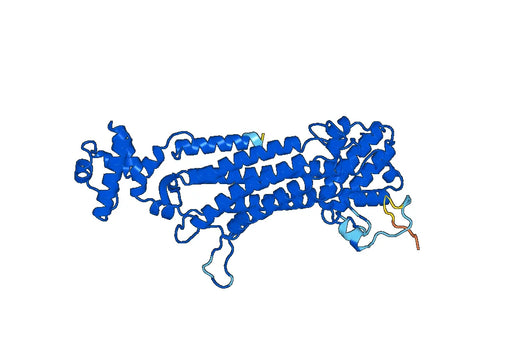 Recombinant Human ASL Protein, N-His