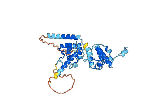 Recombinant Human ASPM Protein, N-His