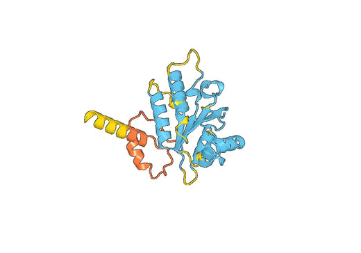 Recombinant Human ATAD2 Protein, N-His