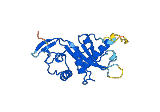 Recombinant Human ATAT1, C-His