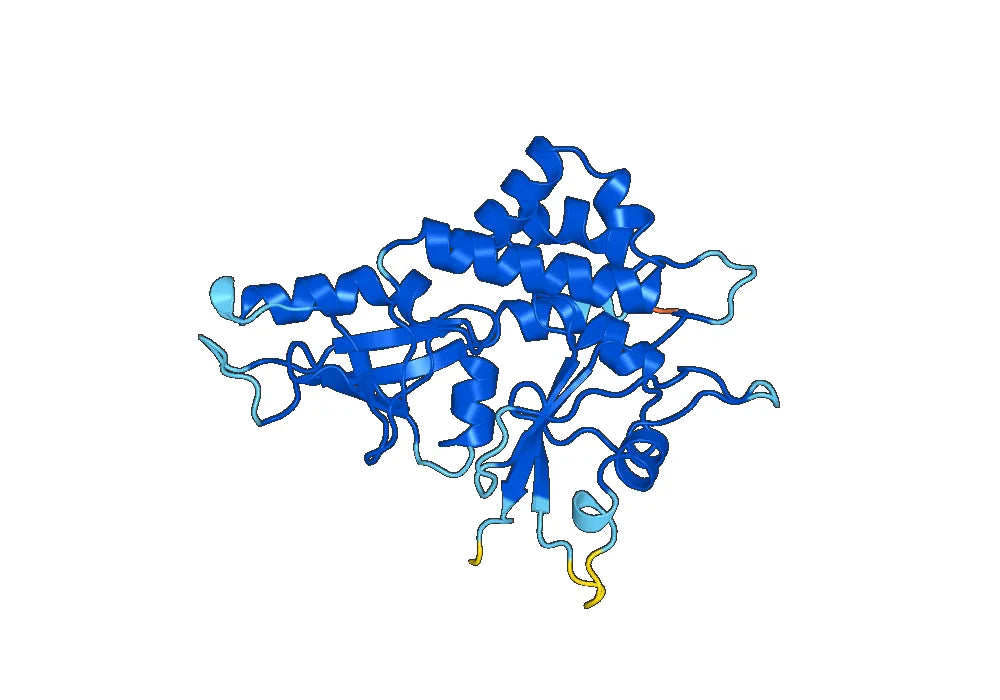 Recombinant Human ATG5, N-His