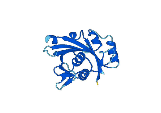Recombinant Human ATP13A1 Protein, N-His