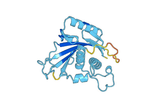 Recombinant Human ATP1A3 Protein, N-His