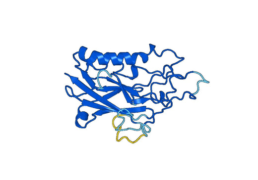 Recombinant Human ATP1B1 Protein, N-His