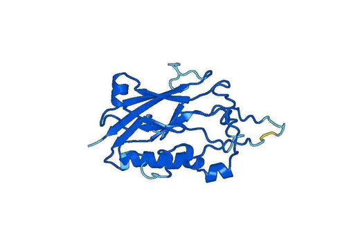 Recombinant Human ATP1B2 Protein, N-His