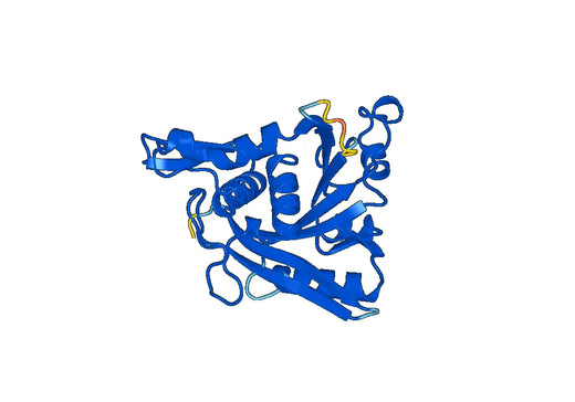 Recombinant Human ATP2A1 Protein, N-His