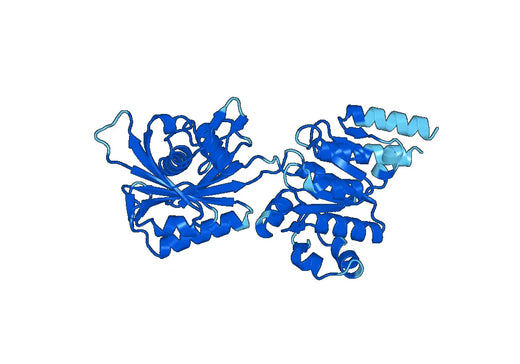 Recombinant Human ATP2C1 Protein, C-His