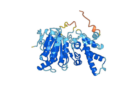 Recombinant Human ATP6V1B1 Protein, N-His