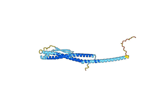 Recombinant Human ATP6V1D Protein, N-His