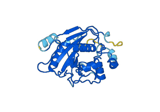 Recombinant Human B4GALT6 Protein, N-His