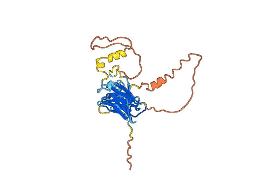 Recombinant Human BCAS3, N-His