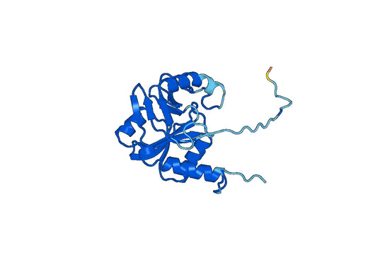 Recombinant Human BCAT1, N-His