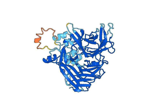 Recombinant Human BCO2 Protein, N-His