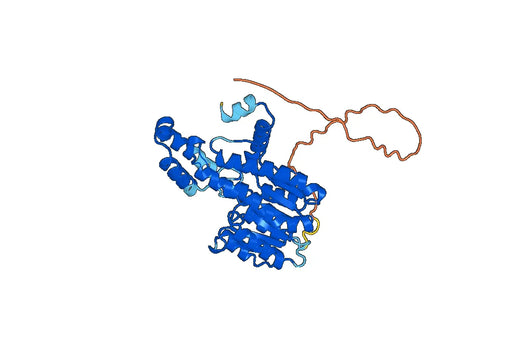 Recombinant Human BDH1, N-His