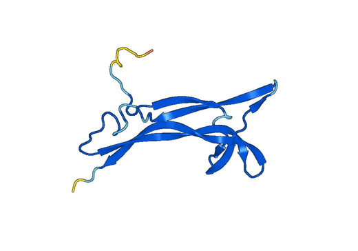 Recombinant Human BDNF Protein, N-His