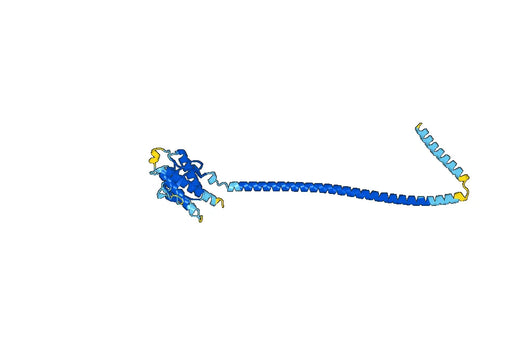 Recombinant Human BECN1 Protein, N-His