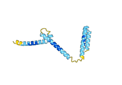 Recombinant Human BHLHE41 Protein, N-His