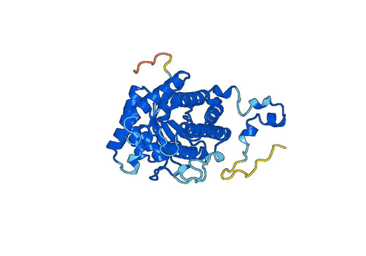 Recombinant Human BHMT2, N-His