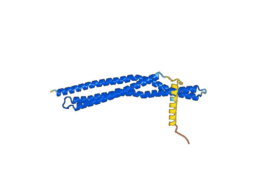 Recombinant Human BIN2, N-His
