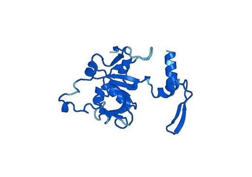 Recombinant Human BLMH, N-His