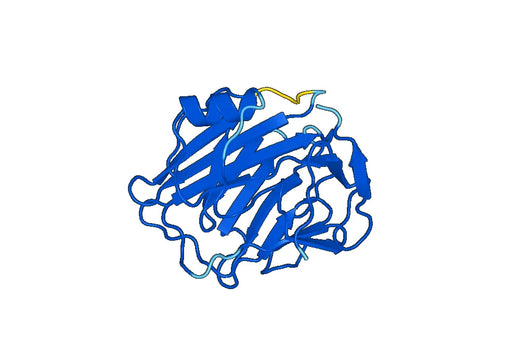 Recombinant Human C reactive protein (CRP)
