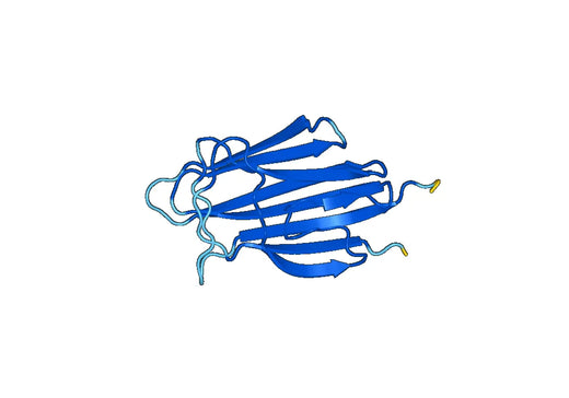 Recombinant Human C1QB Protein, N-His-SUMO