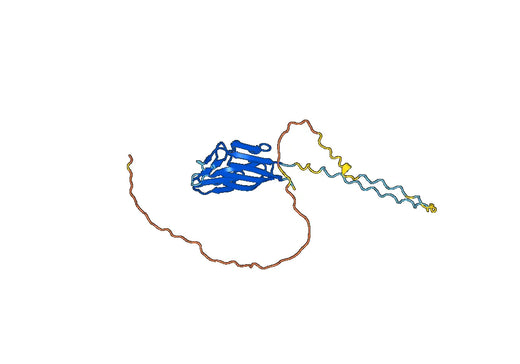 Recombinant Human C1QTNF1, N-His