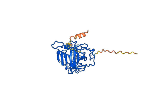 Recombinant Human CA5B, N-His