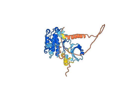 Recombinant Human CAMK1, N-His