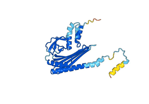 Recombinant Human CAPZA1, N-His
