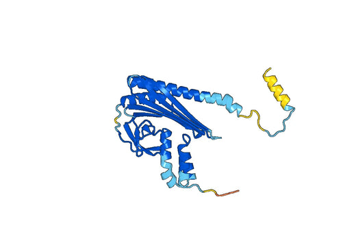 Recombinant Human CAPZA2 Protein, N-His