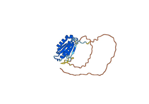 Recombinant Human CASP10, N-His