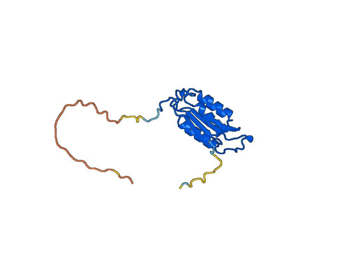 Recombinant Human CASP7, N-His