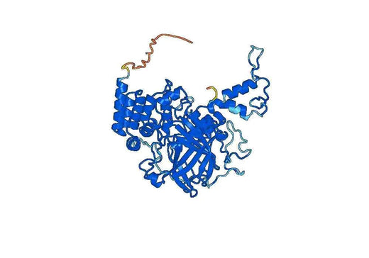 Recombinant Human CAT Protein, N-His