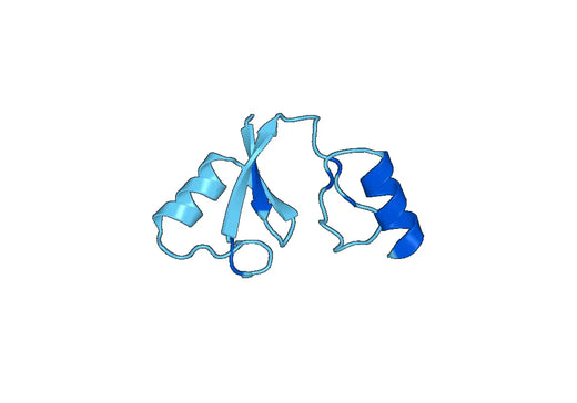 Recombinant Human CBLL1 Protein, N-His-SUMO