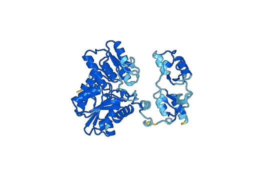 Recombinant Human CBS Protein, N-His