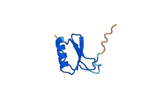 Recombinant Human CCL17/TARC, N-GST