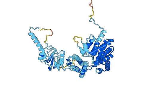 Recombinant Human CCT2, N-His