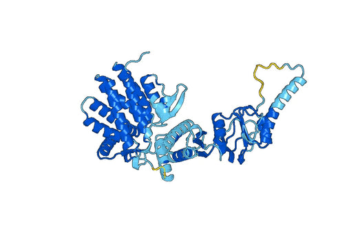 Recombinant Human CCT7 Protein, N-His
