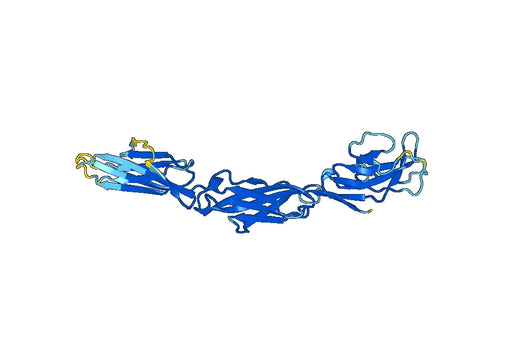 Recombinant Human CD172b/SIRPB1 Protein, N-His